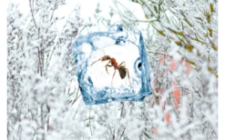 Swissinno Insekten Frostspray - Insektizidfrei-