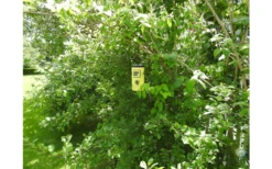 Swissinno Wespenfalle Inkl. Köder -giftfrei- 7 Swissinno Wespenfalle Inkl. Köder -giftfrei- -High Peak Verkaufs-Shop 752153 5021330